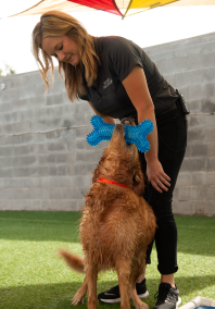 Dog looking up with a toy in its mouth