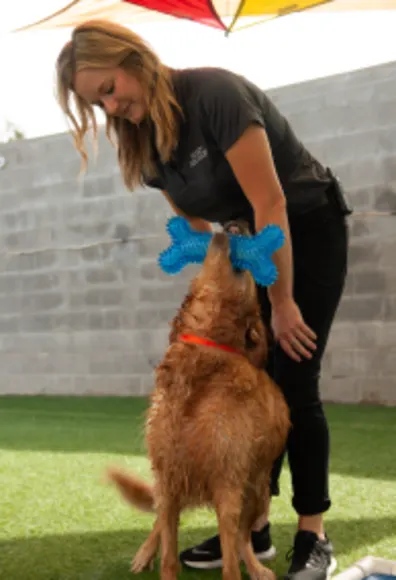 Dog looking up with a toy in its mouth Dog looking up with a toy in its mouth