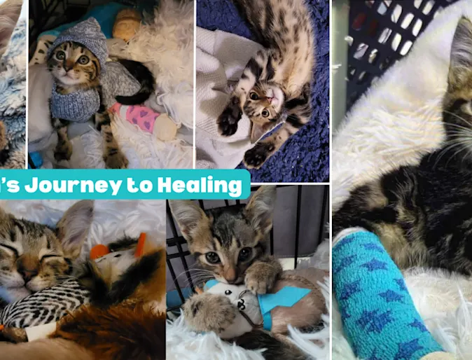 Bran (Cat) Bran (Cat)