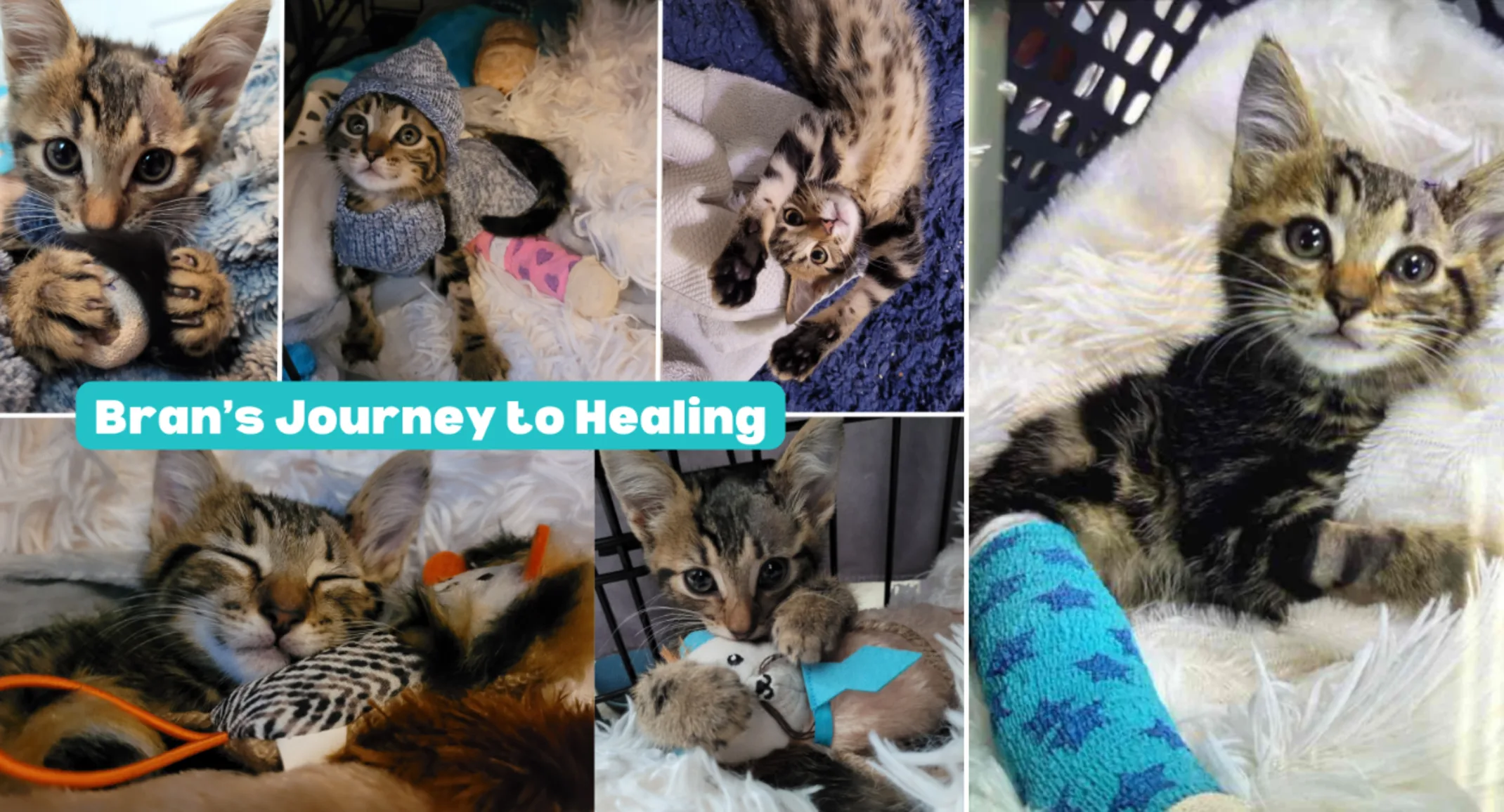 Bran (Cat) Bran (Cat)