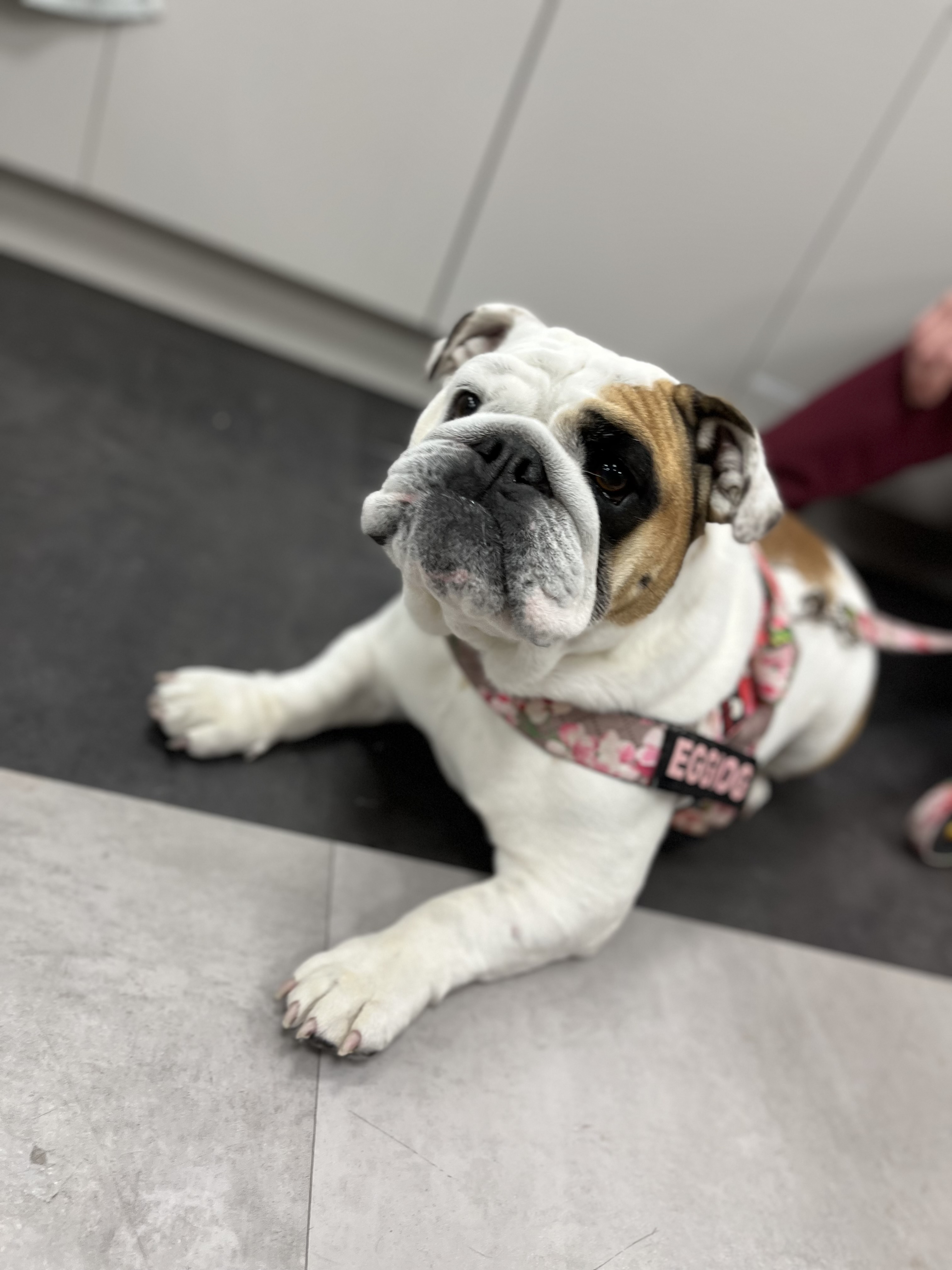 a white and brown pug