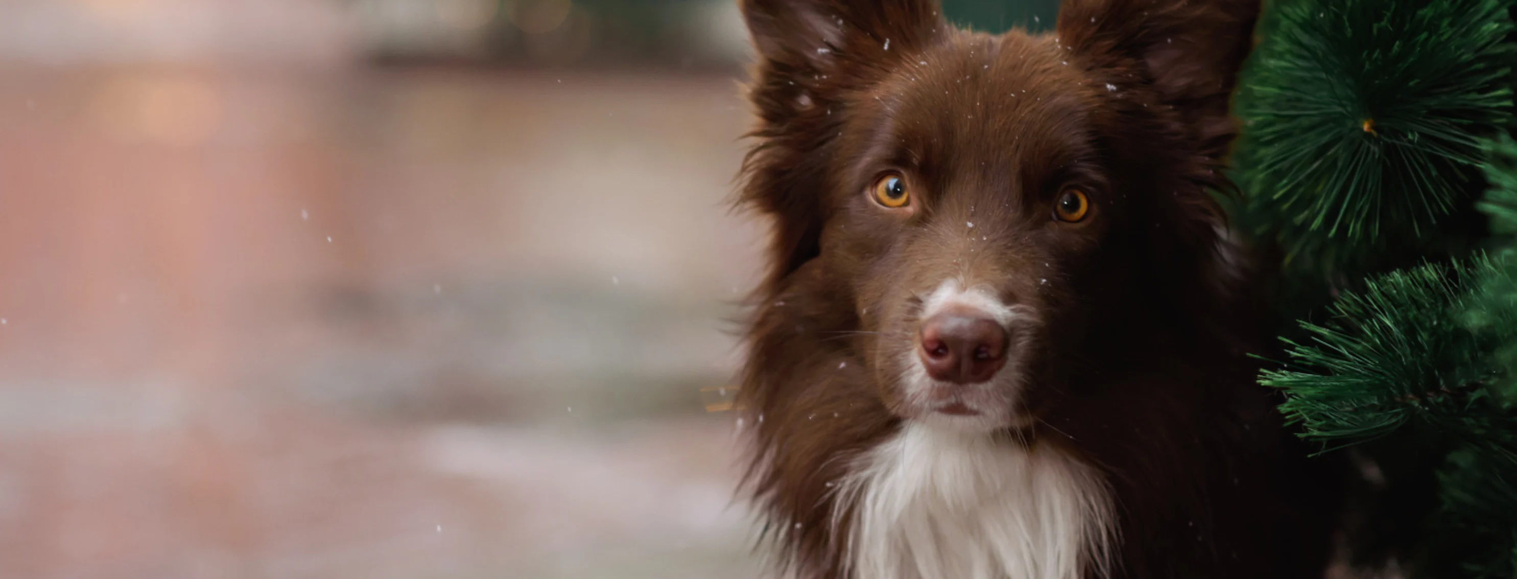 Brown and white dog sitting next to a tree with snow falling down Brown and white dog sitting next to a tree with snow falling down
