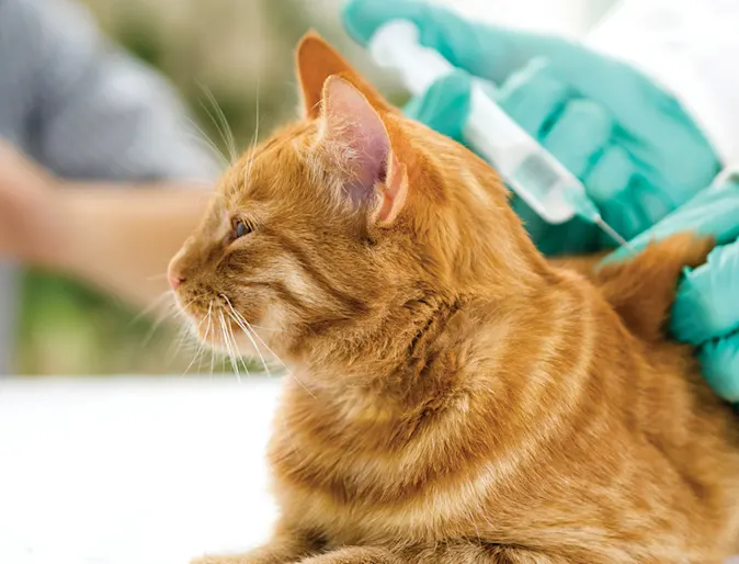 Orange cat receiving shot Orange cat receiving shot