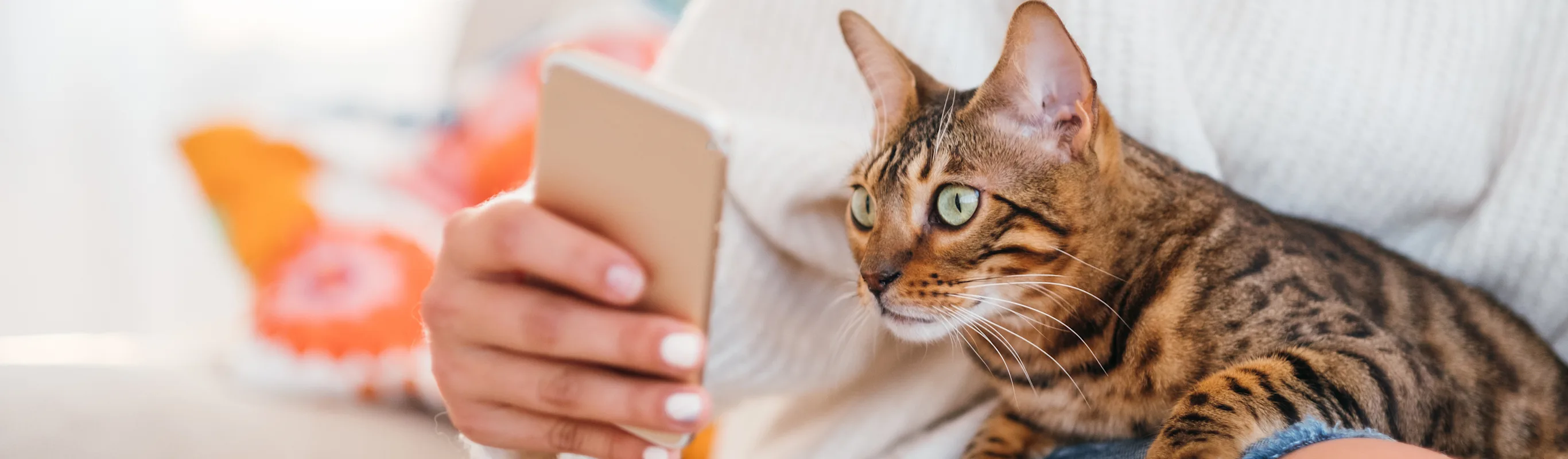 A cat on someone's lap while they hold onto a device. A cat on someone's lap while they hold onto a device.