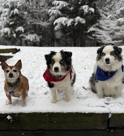 Danielle, LVT Danielle, LVT