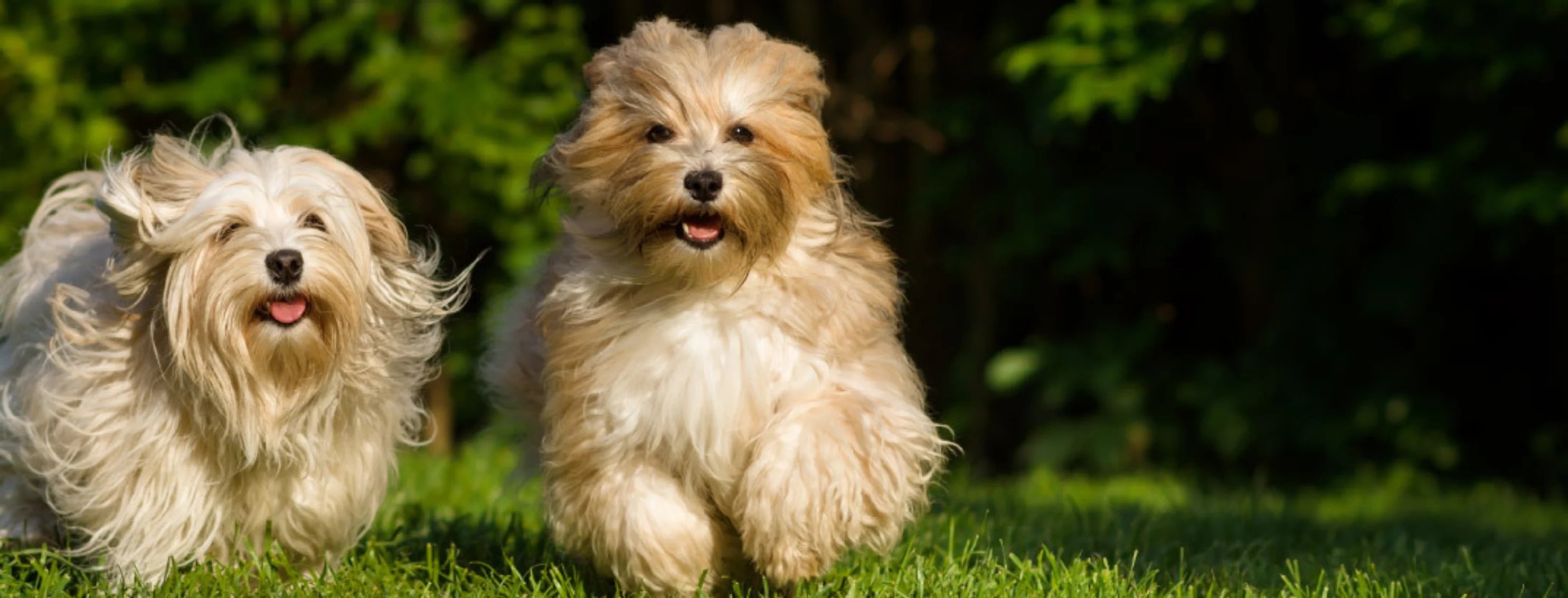 Dogs running on grass