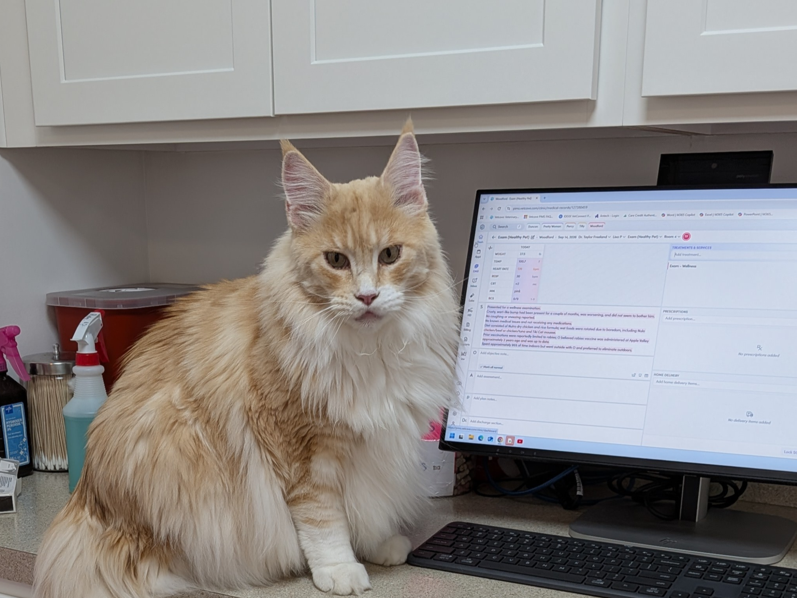 White and brown cat next to a computer