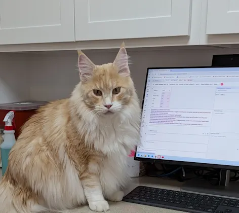 White and brown cat next to a computer White and brown cat next to a computer