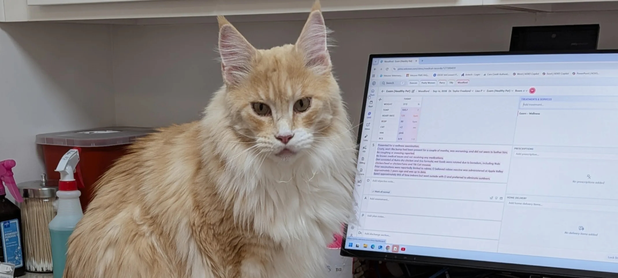 White and brown cat next to a computer White and brown cat next to a computer