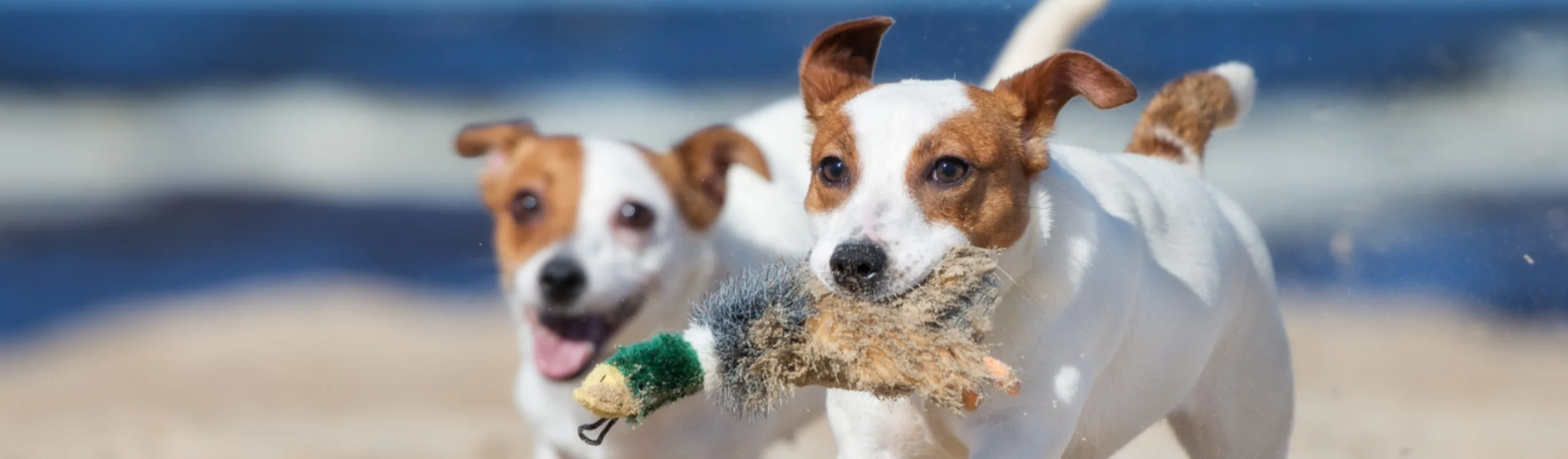 Two small dogs running on a sandy beach Two small dogs running on a sandy beach
