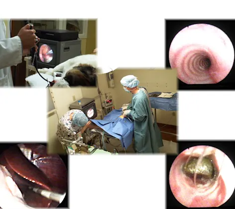 Different pictures of endoscopy procedures Different pictures of endoscopy procedures