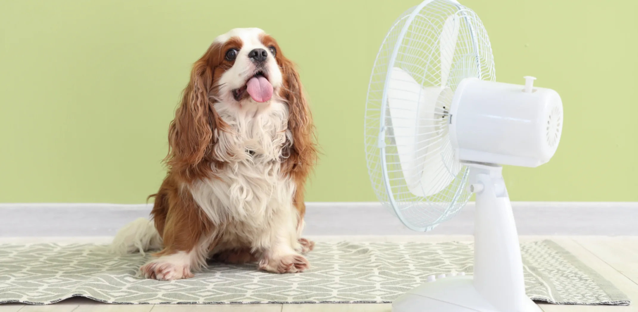 A dog sits in front of a fan because it is hot. A dog sits in front of a fan because it is hot.