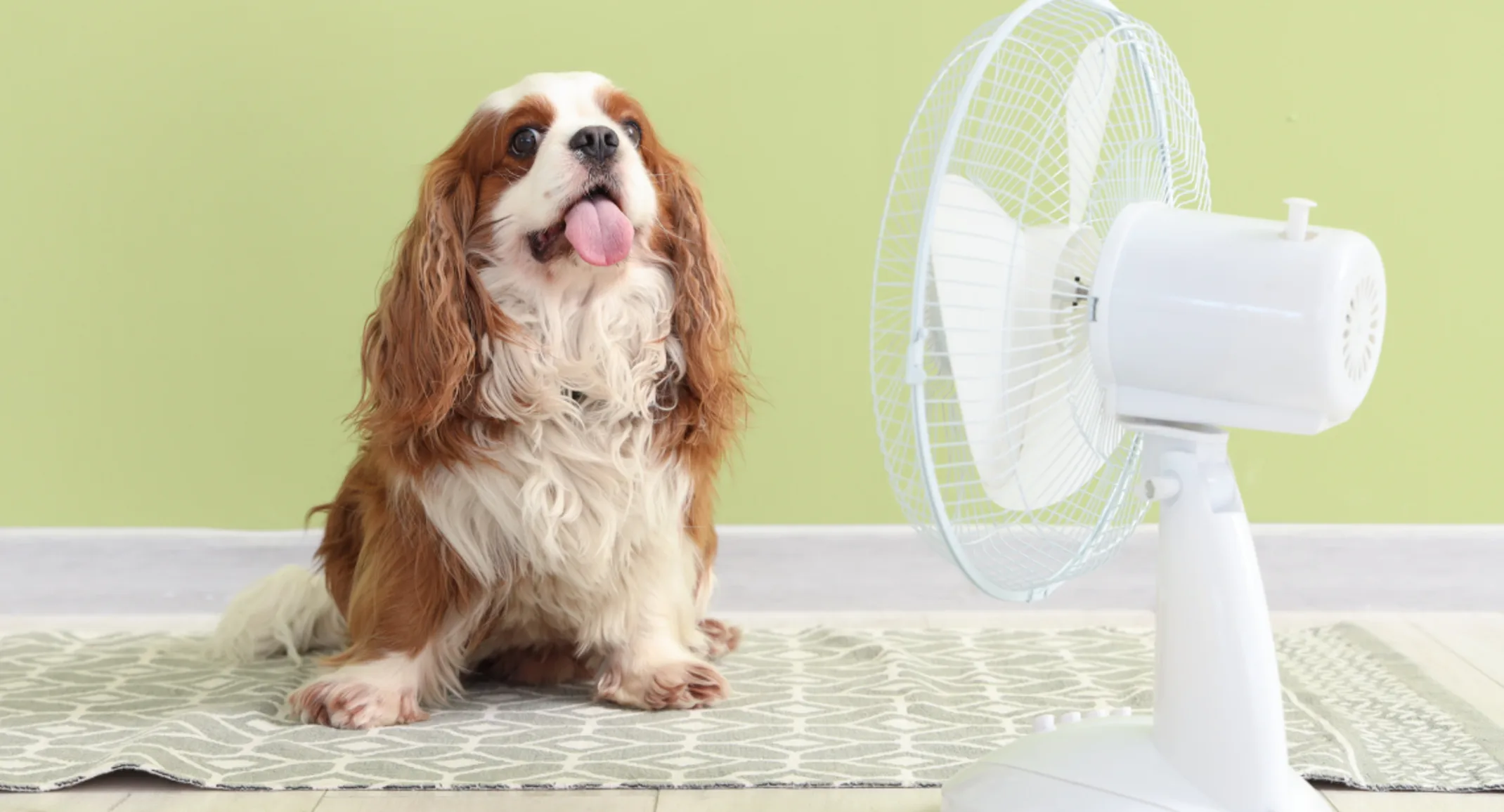 A dog sits in front of a fan because it is hot. A dog sits in front of a fan because it is hot.