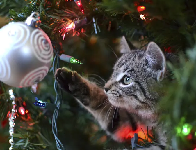 A cat playing with a Christmas ornament. A cat playing with a Christmas ornament.