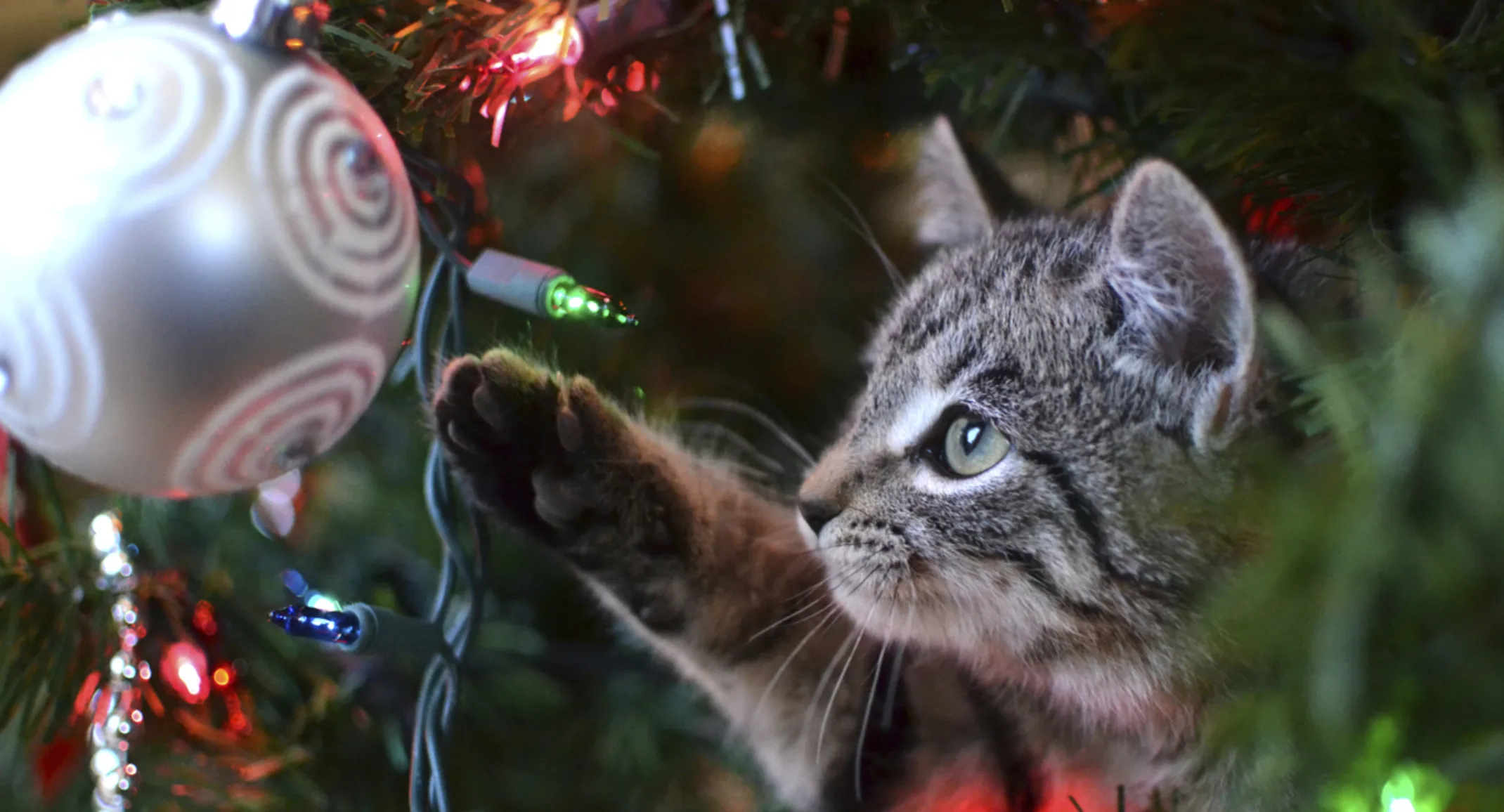 A cat playing with a Christmas ornament. A cat playing with a Christmas ornament.