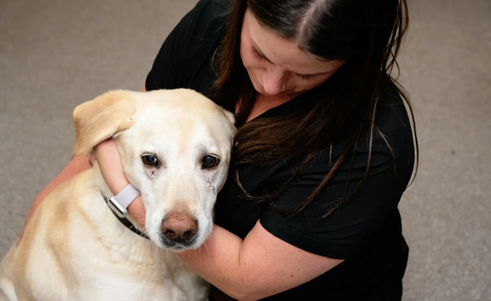 Staff Holding Dog Staff Holding Dog
