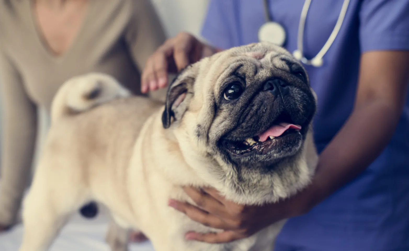 Veterinarians inspecting Pug