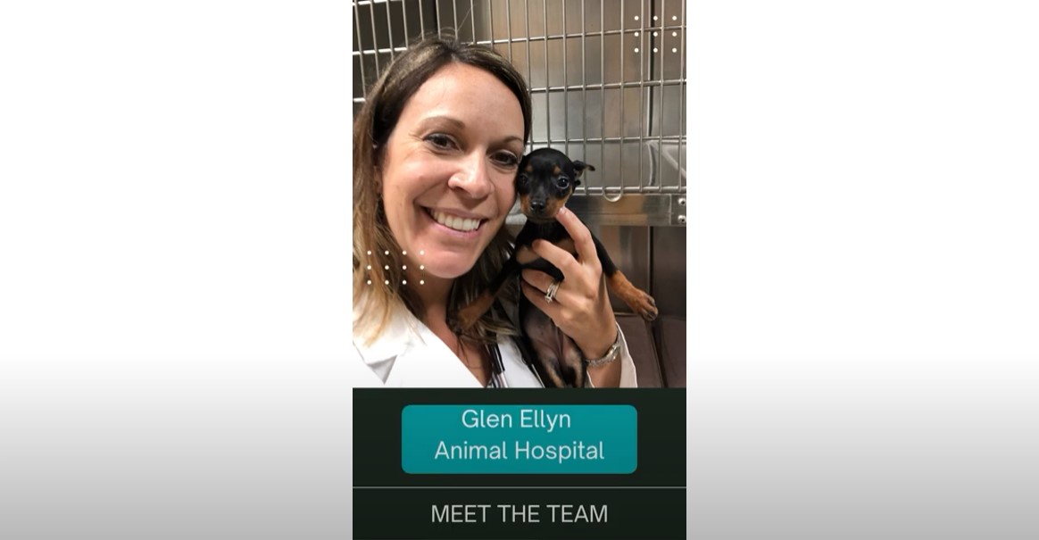 Veterinary Careers in Glen Ellyn, IL Glen Ellyn Animal Hospital