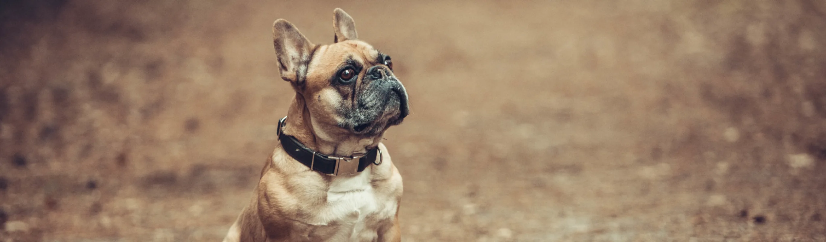 Dog sitting in the dirt Dog sitting in the dirt