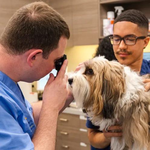 Doctor using instrument to look into a dogs eye