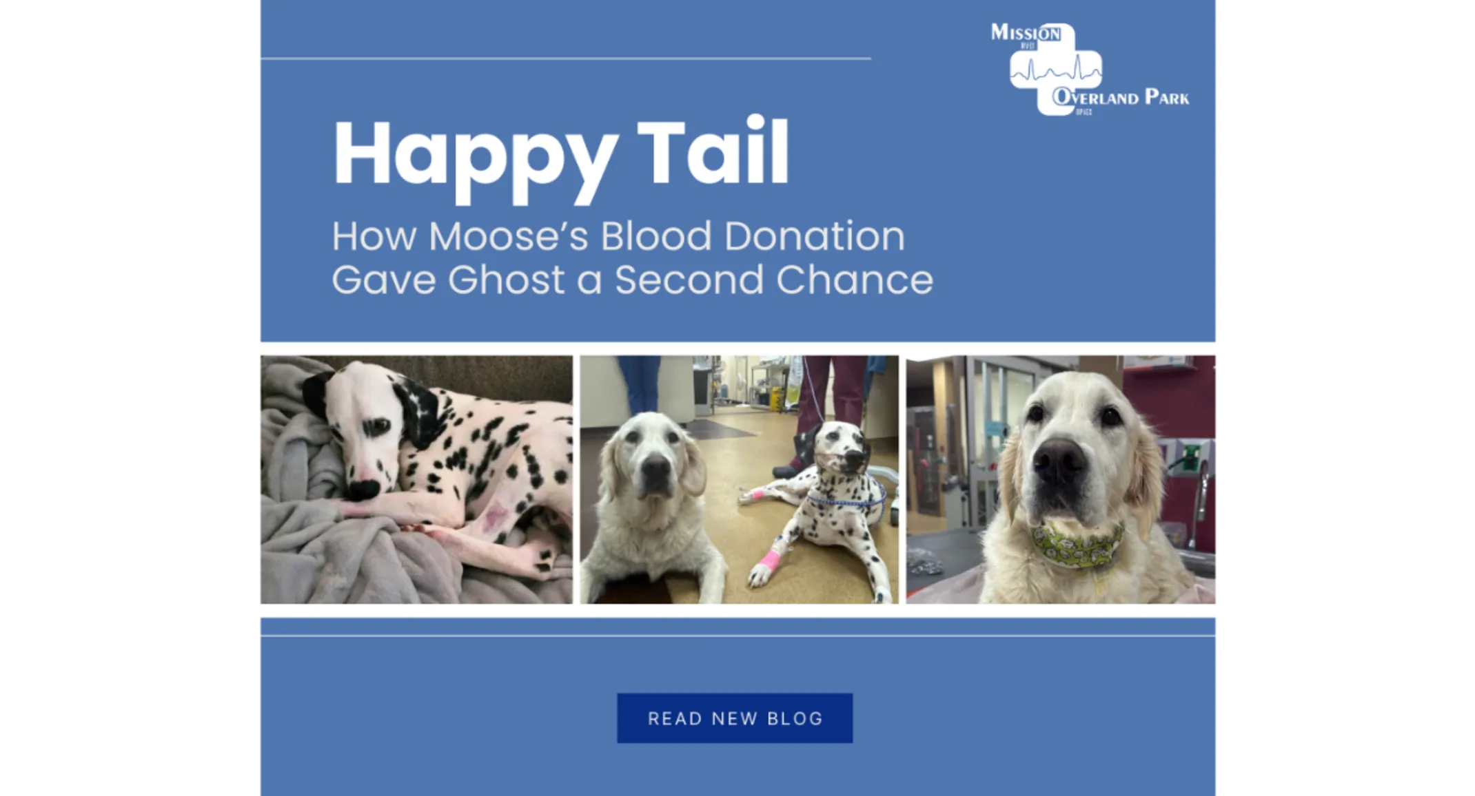 Meet Ghost: A Brave Dalmatian’s Journey to Recovery Meet Ghost: A Brave Dalmatian’s Journey to Recovery