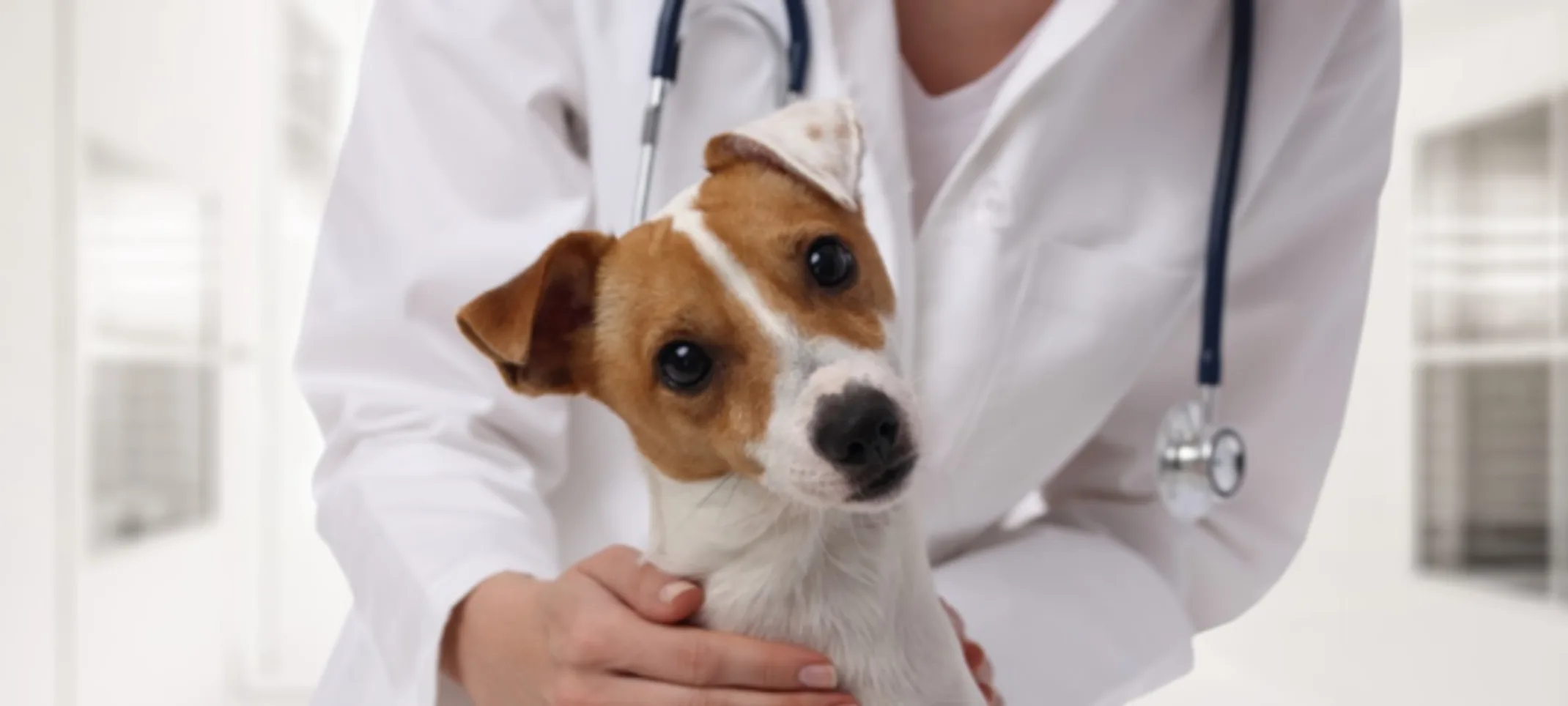 Laser Therapy Laser Therapy
