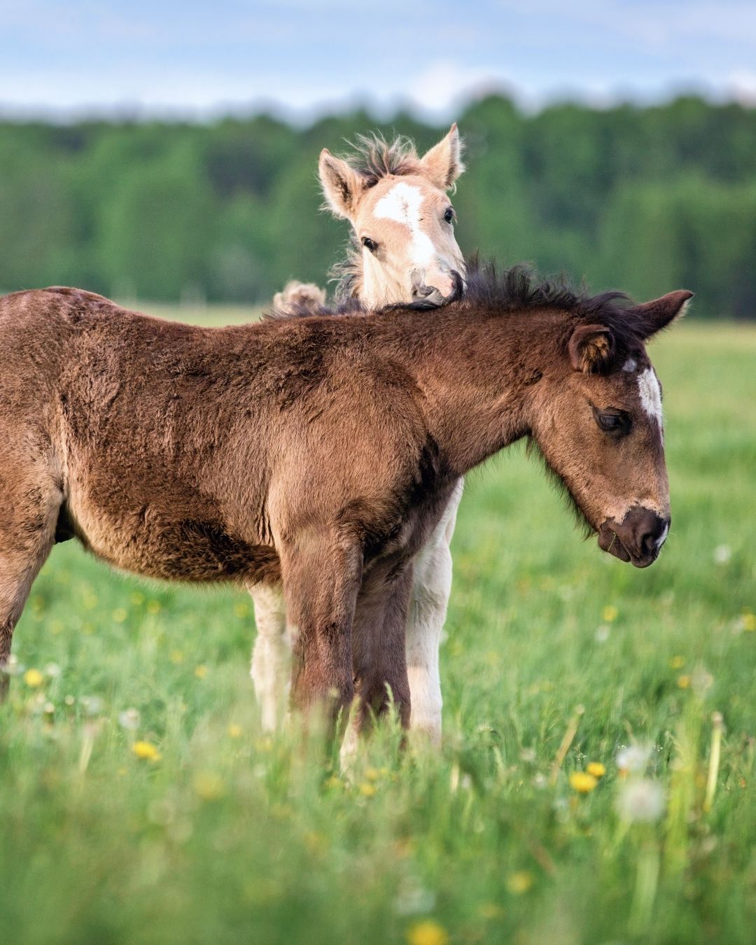 Reproduction