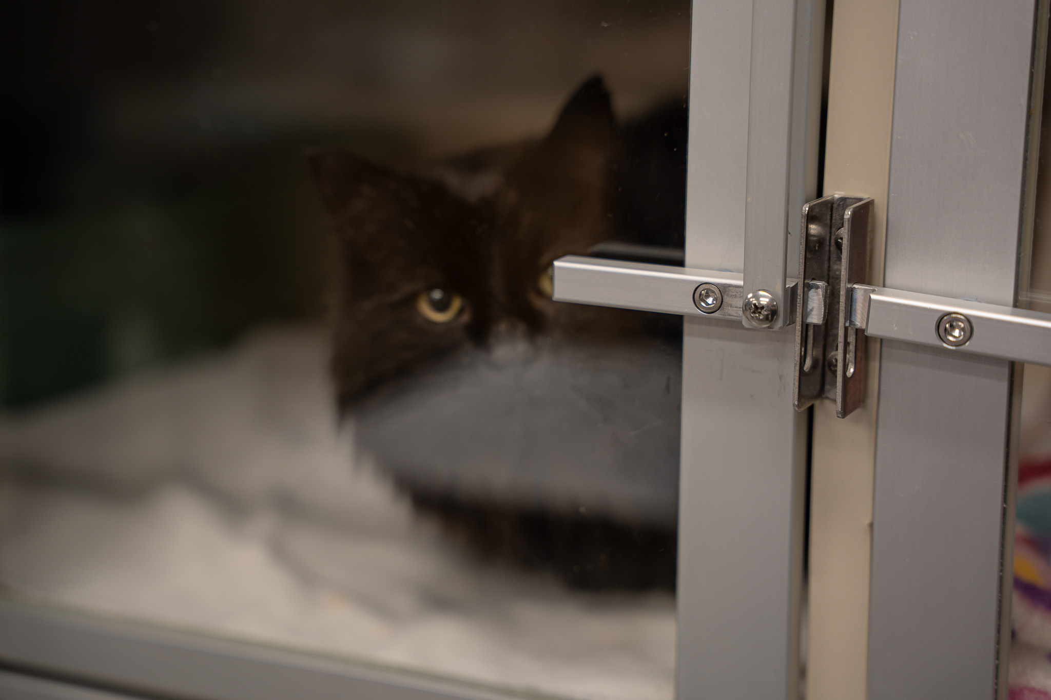 Black cat named Lennie