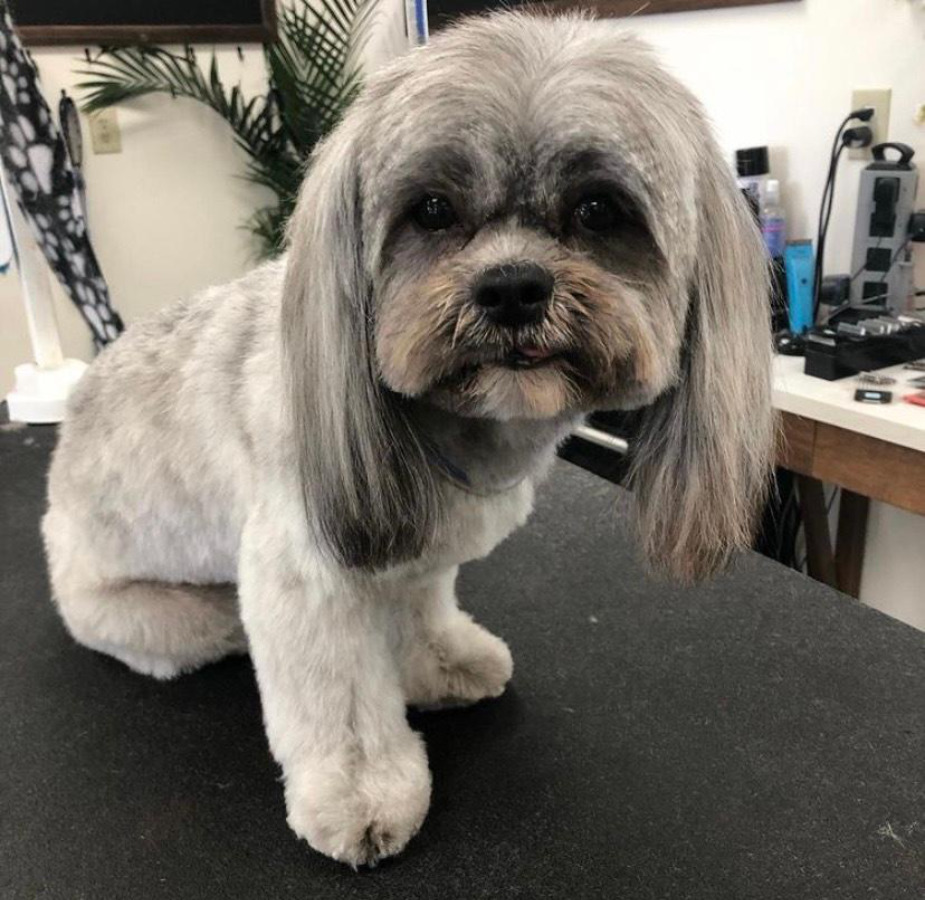 Small gray dog sitting on table