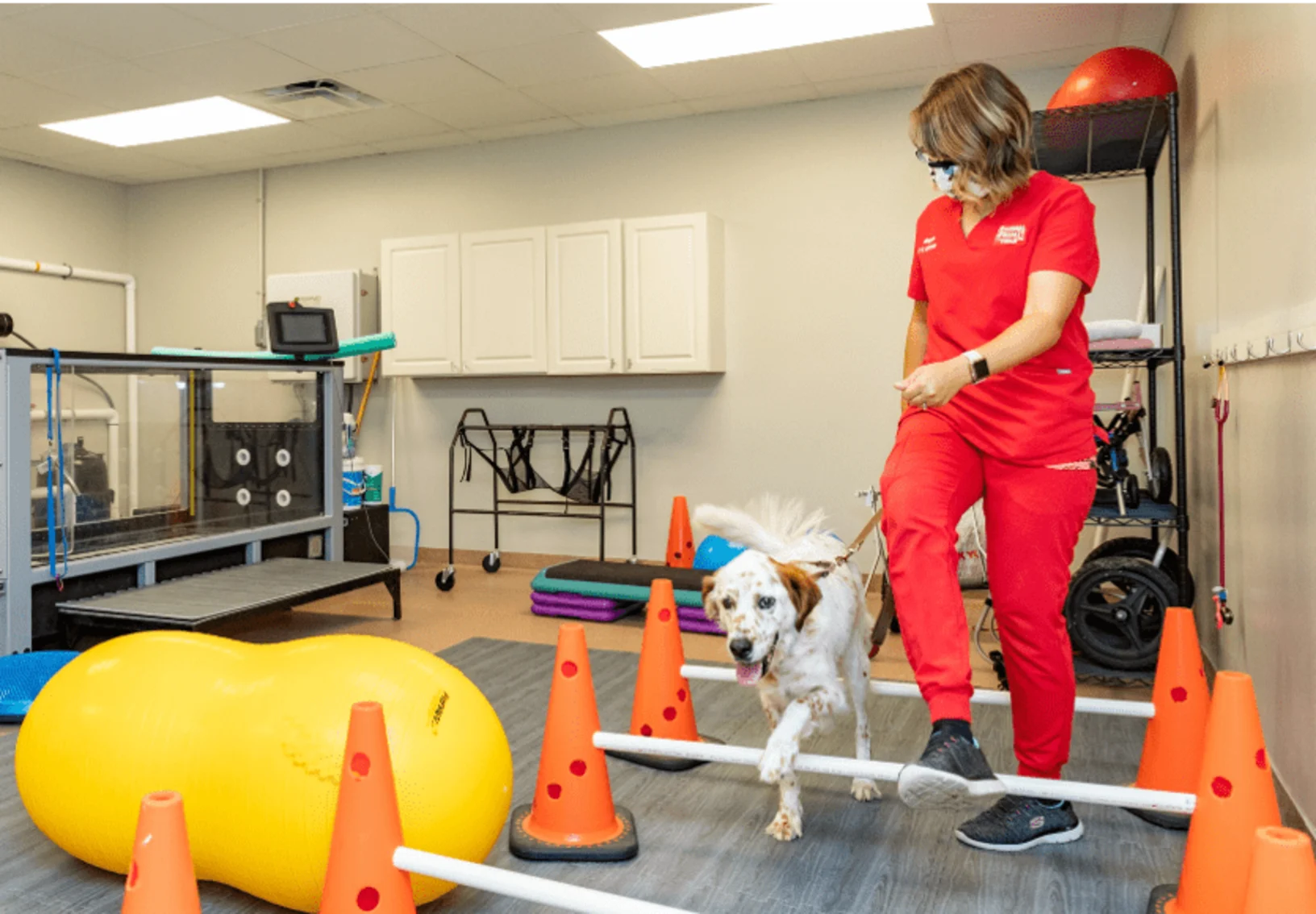 A veterinary professional working with a dog in a rehabilitation room at Animal Specialty & Emergency Center of Brevard A veterinary professional working with a dog in a rehabilitation room at Animal Specialty & Emergency Center of Brevard