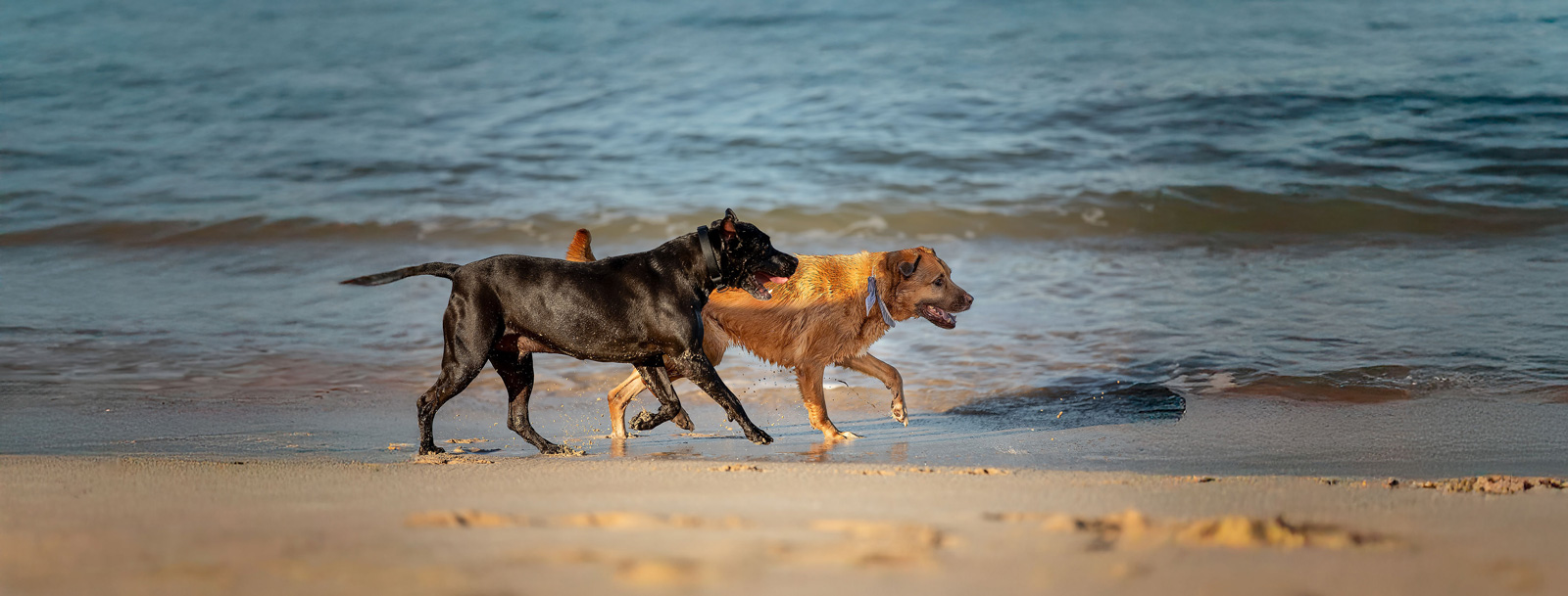Two dogs running together on a beach near the ocean