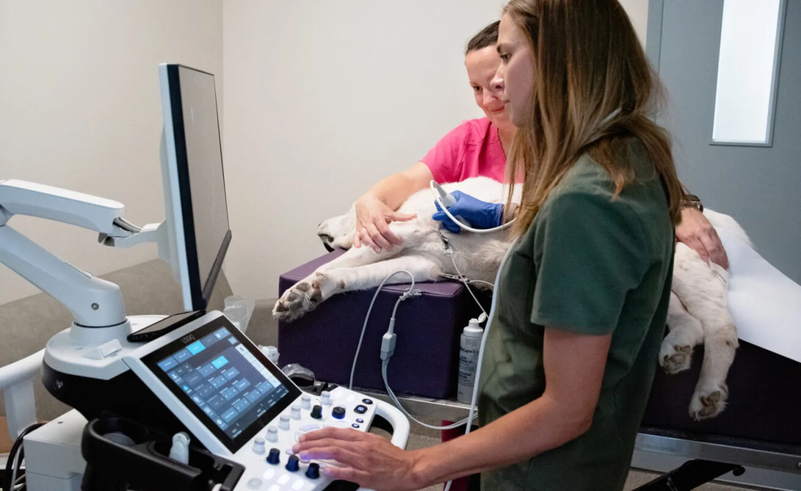 A dog receiving an ultrasound A dog receiving an ultrasound