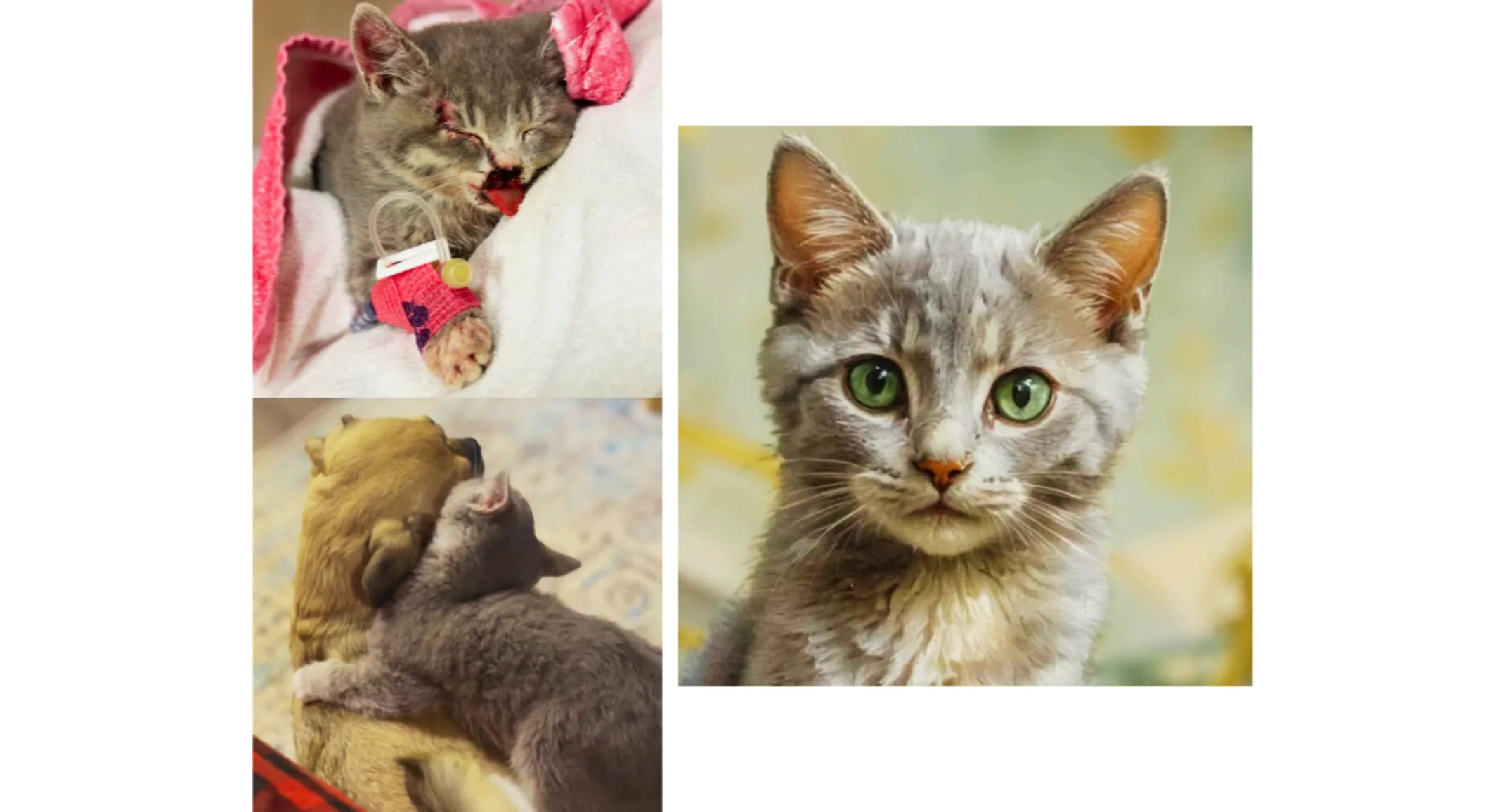 The Story of Little Amelia The Story of Little Amelia