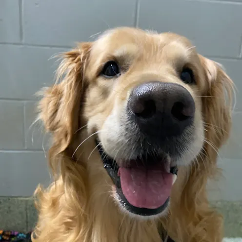 Golden Retriever Golden Retriever