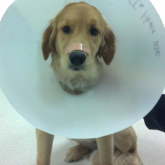 Dog with a cone around its neck