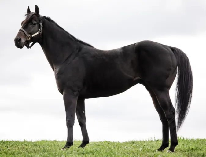 Rapid Ivory, a black horse