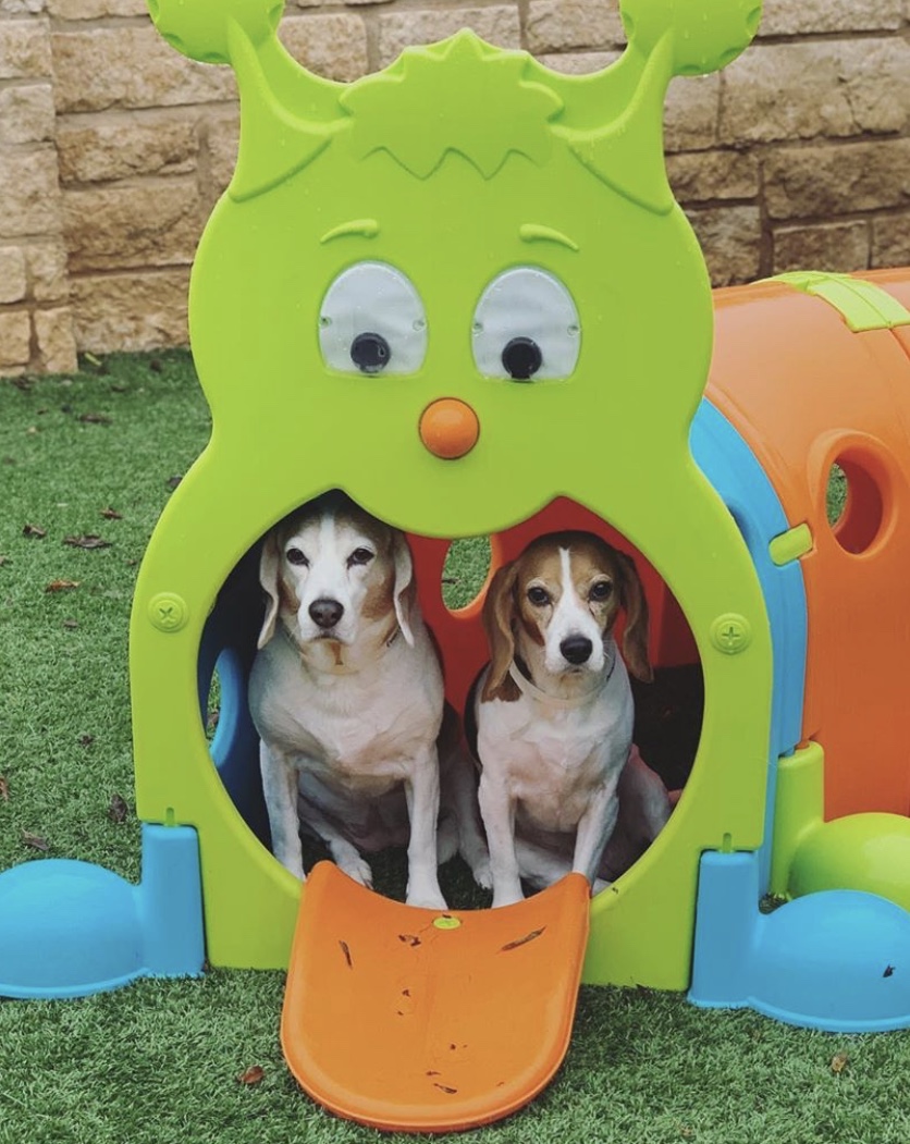 Dogs sitting in play set at Hill Country Animal Hospital