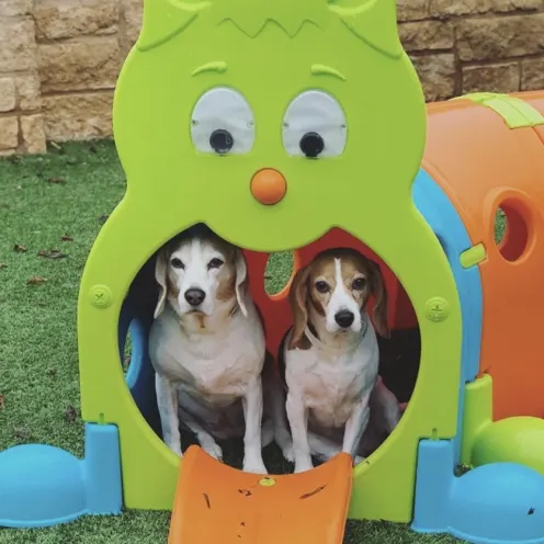 Dogs sitting in play set at Hill Country Animal Hospital