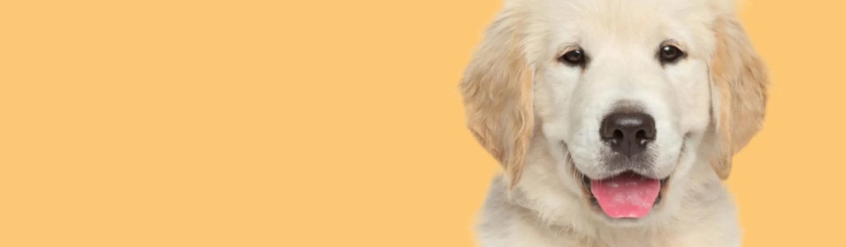 Golden puppy with its tongue out in front of a yellow/orange background 