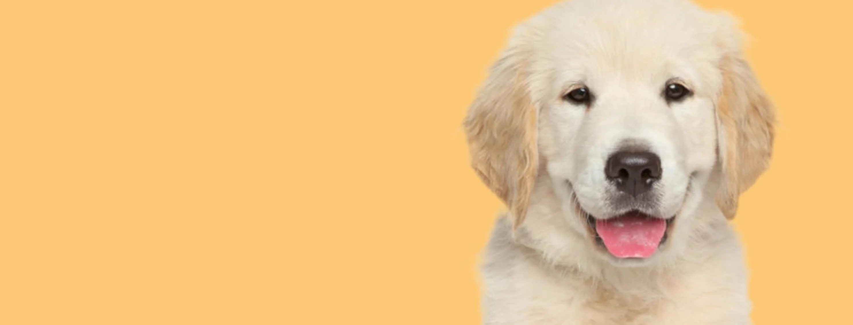 Golden puppy with its tongue out in front of a yellow/orange background 