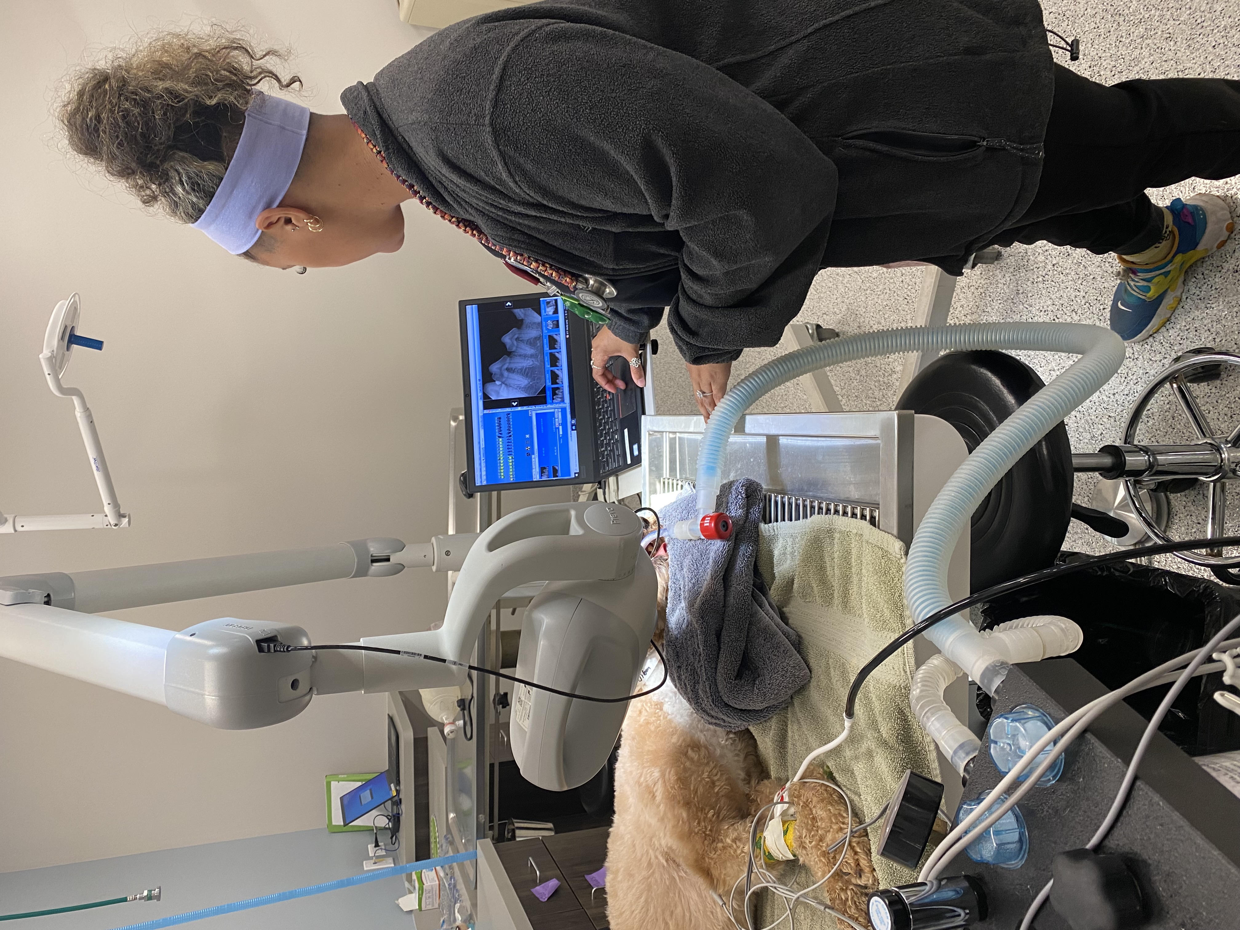 Dog getting a dental cleaning