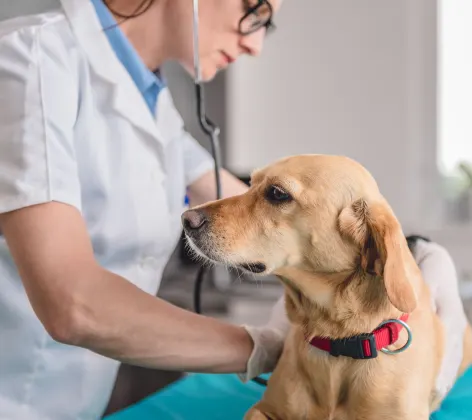 dog and vet dog and vet