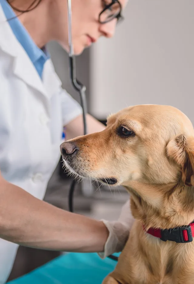 dog and vet dog and vet