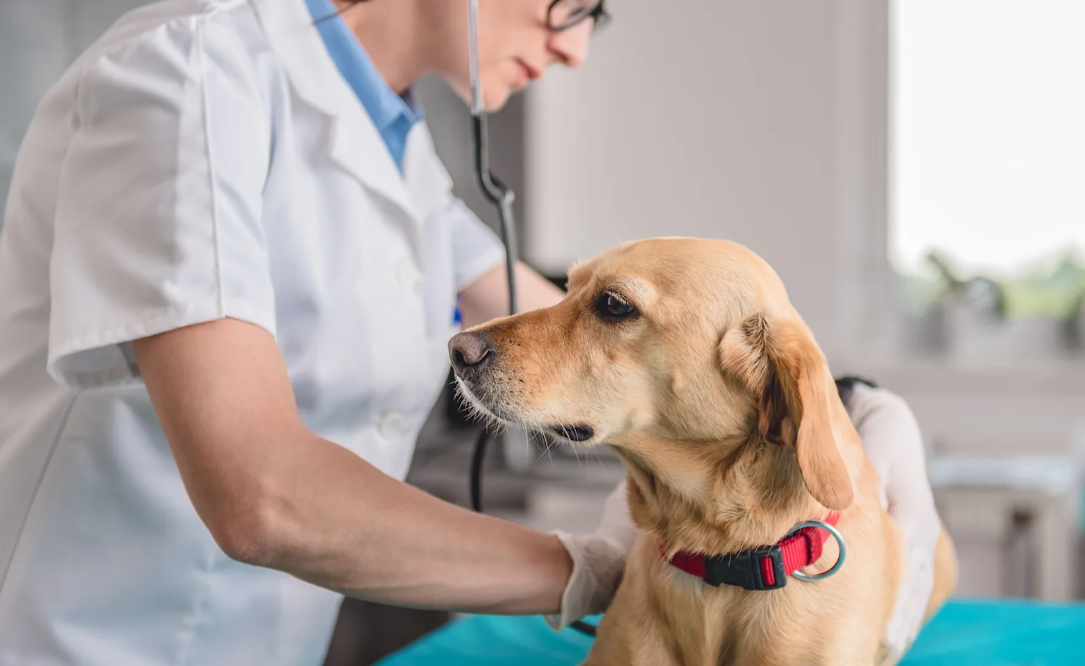 dog and vet dog and vet
