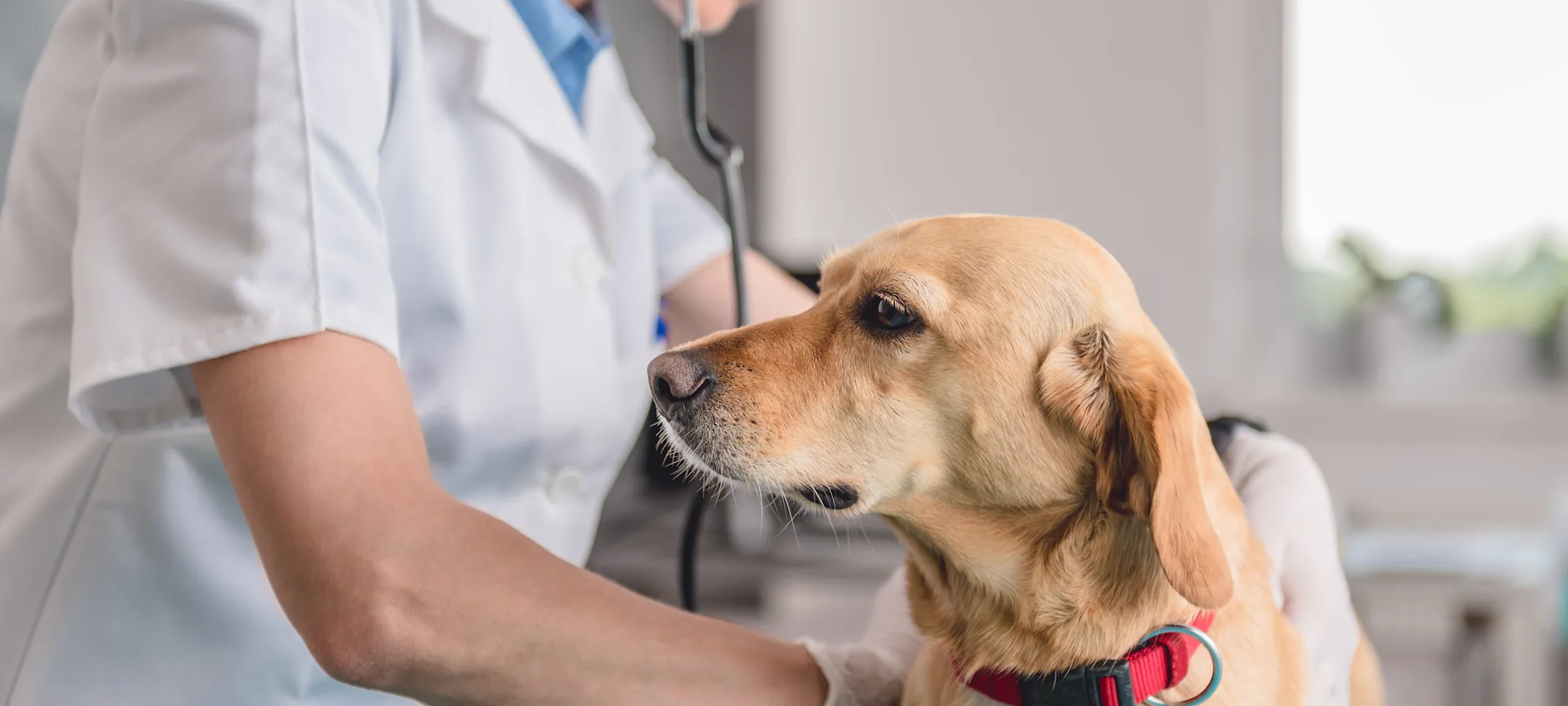 dog and vet dog and vet