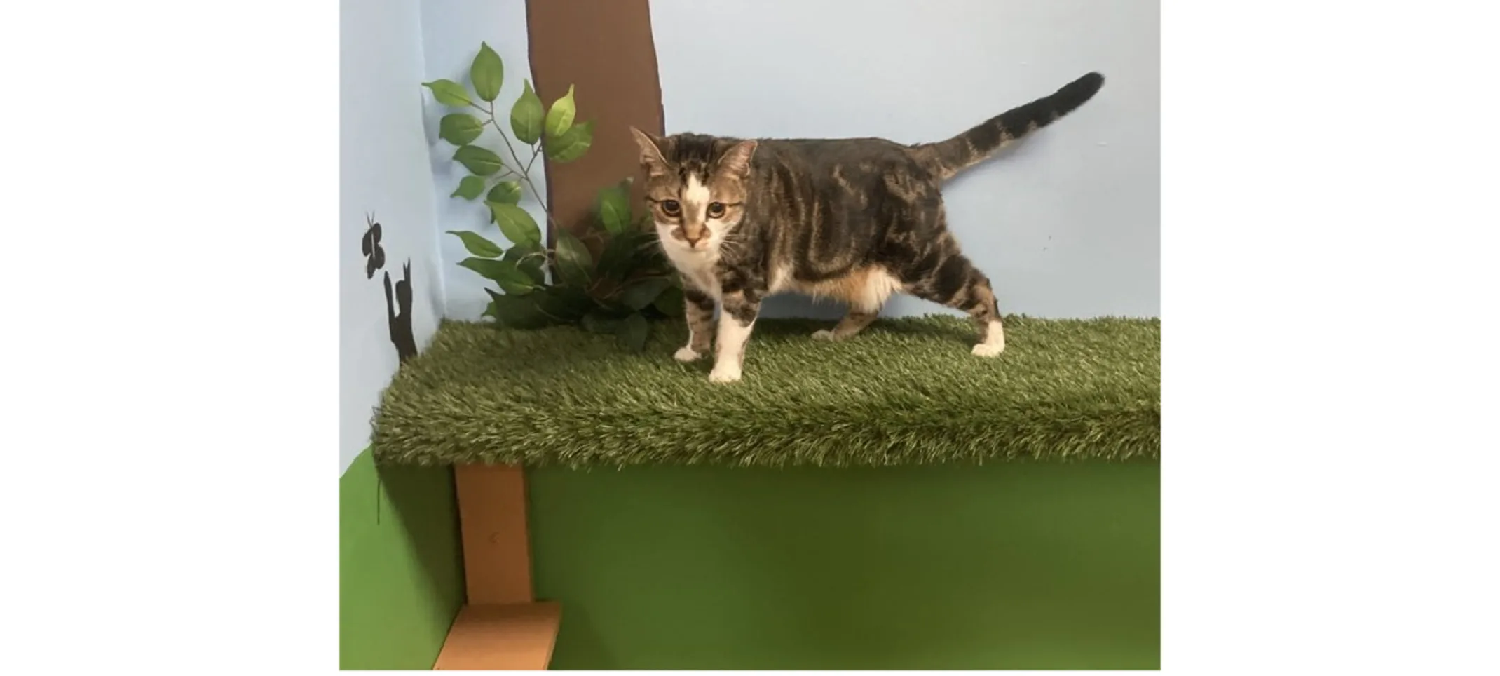 Cat on the jungle gym Cat on the jungle gym