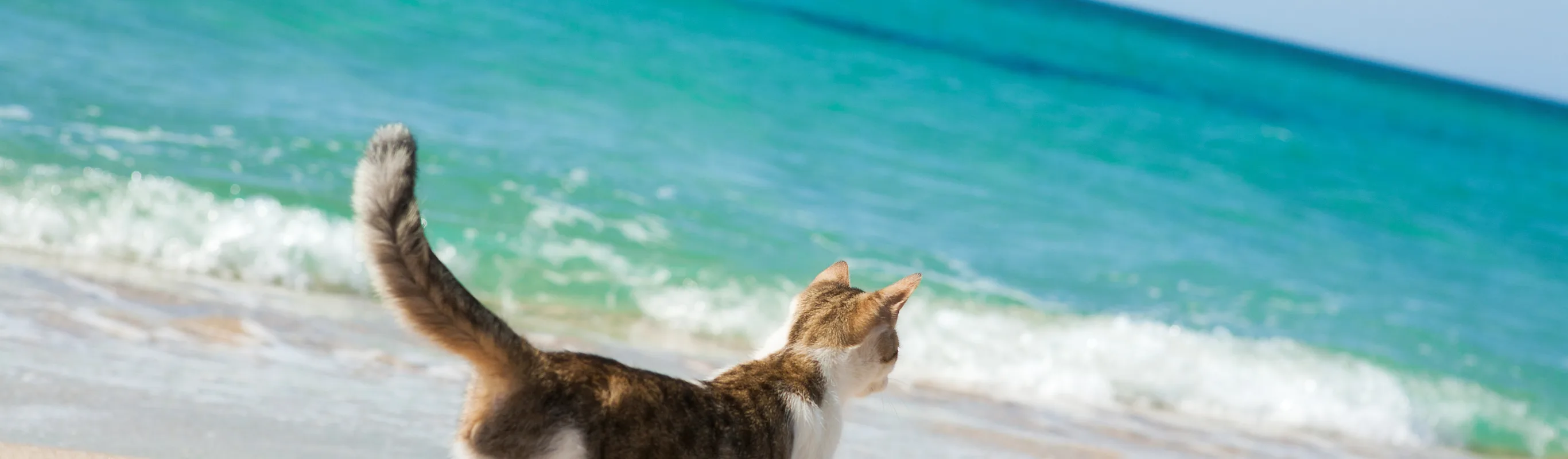 Cat at the beach. Cat at the beach.