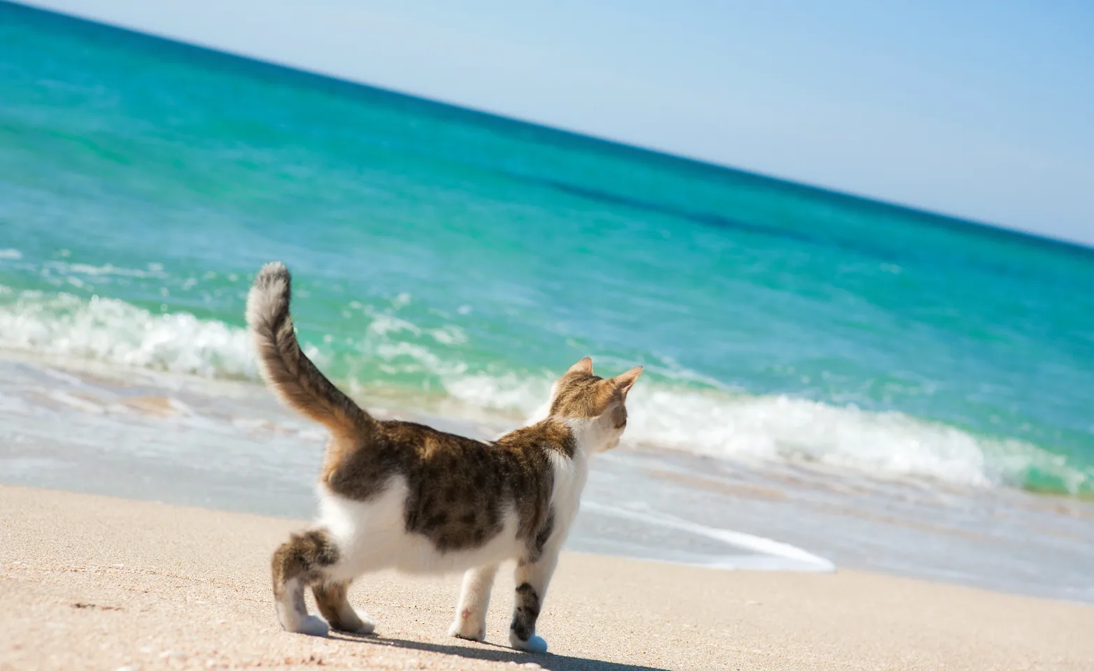 Cat at the beach. Cat at the beach.