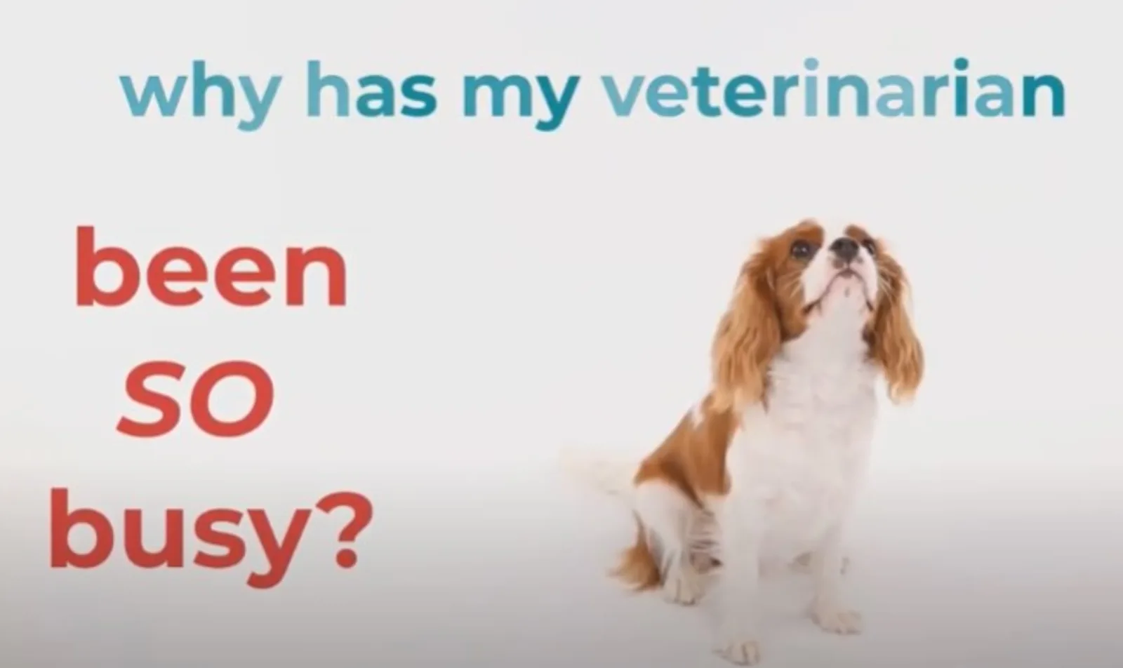  Countryside Animal Hospital of Tempe -  Why has my veterinarian been SO busy?