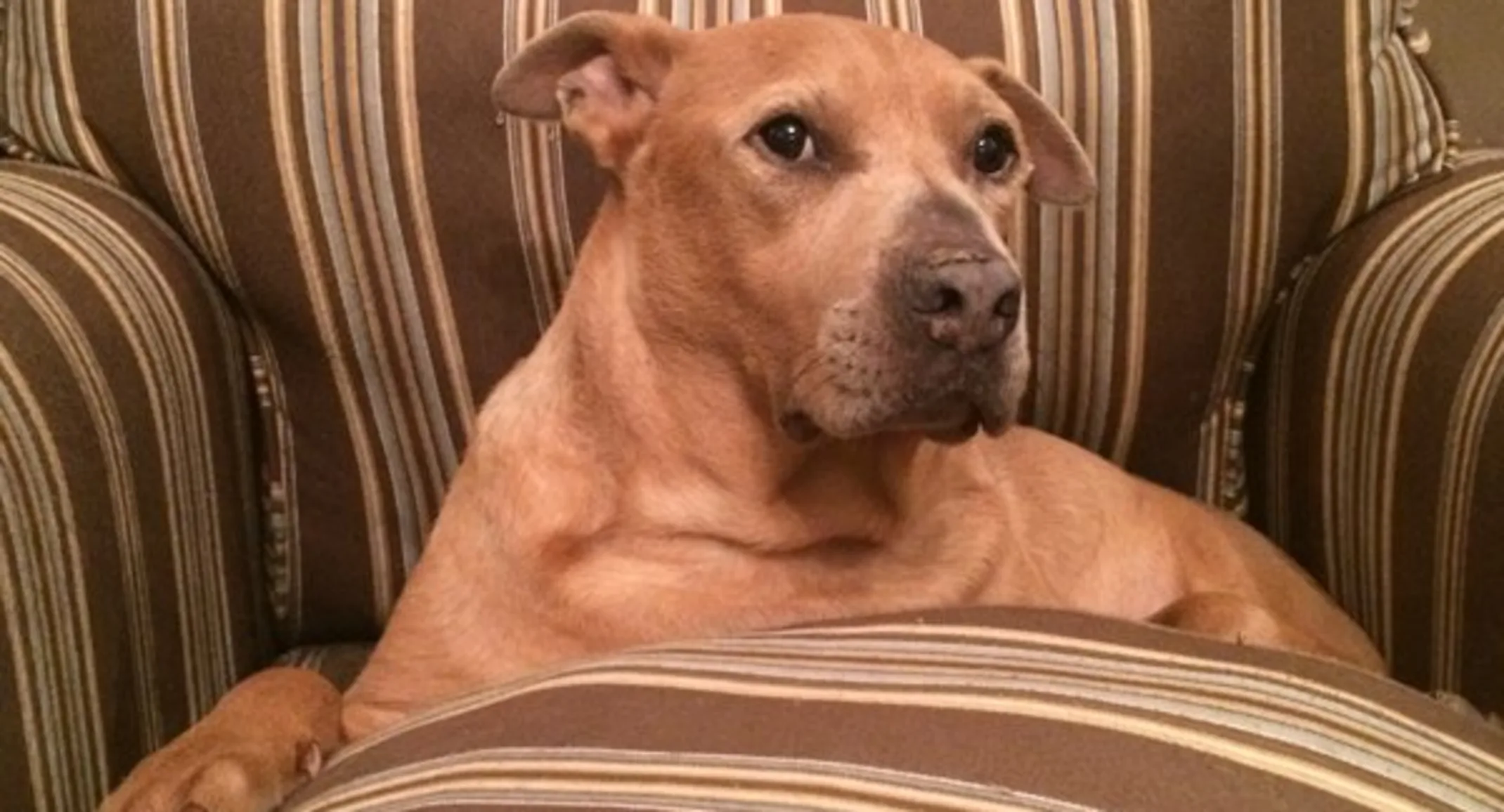 Clyde sitting on a sofa Clyde sitting on a sofa